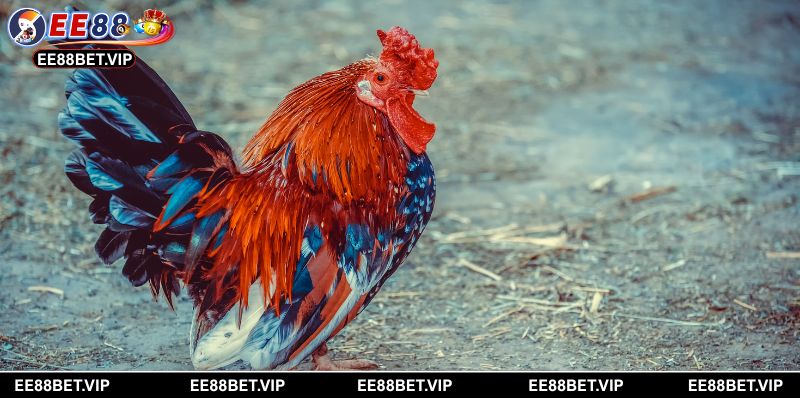 Bí quyết chọn chiến kê mạnh giúp tăng tỷ lệ chiến thắng