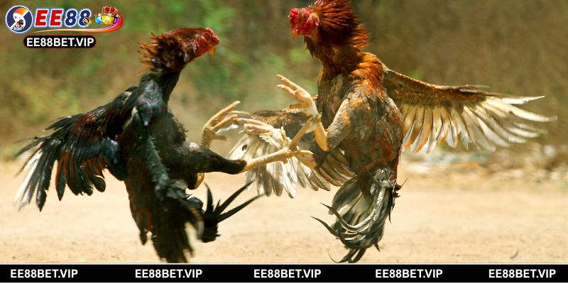 Bí quyết tăng tỷ lệ thắng cược khi tham gia đa gà Kelso