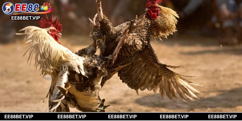 Đa dạng lựa chọn đá gà mang lại trải nghiệm khác biệt