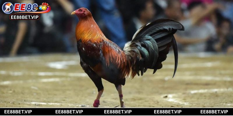 Đá gà Kelso là hình thức hấp dẫn với sự gay cấn trong từng pha ra đòn 
