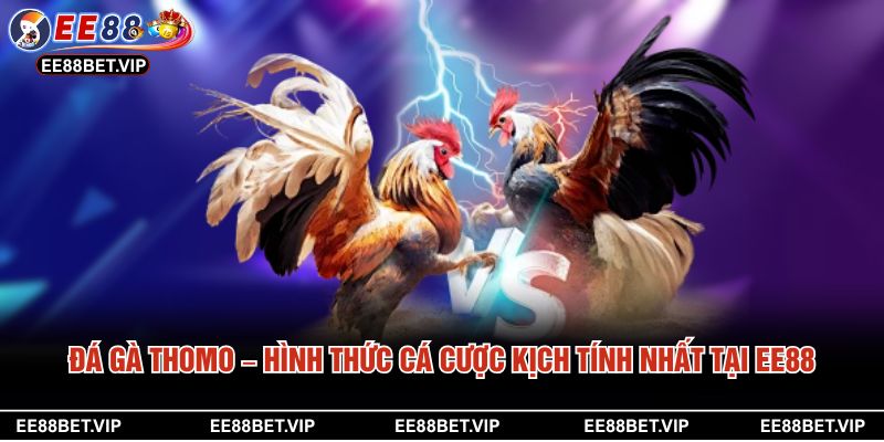 Đá Gà Thomo – Hình Thức Cá Cược Kịch Tính Nhất Tại EE88