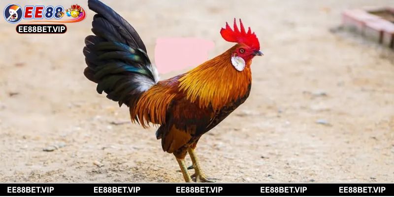 Đá gà tre mang đến trải nghiệm chân thực, minh bạch