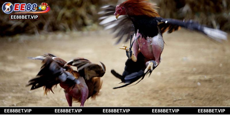 Hiểu luật để nâng cao cơ hội thắng cược hiệu quả hơn