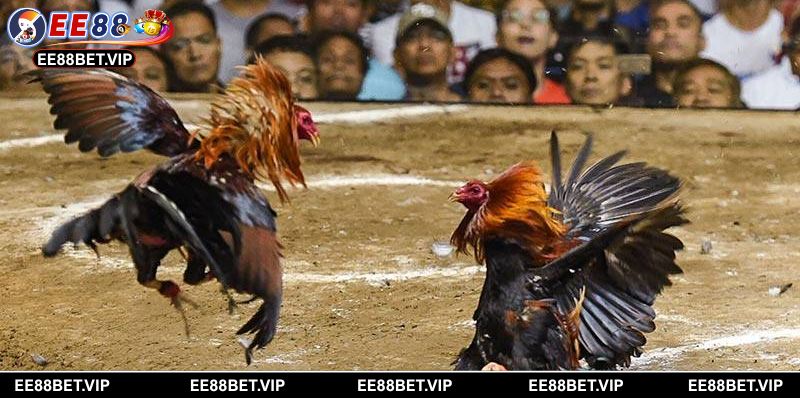 Hiểu rõ luật để cá cược chính xác và hiệu quả hơn