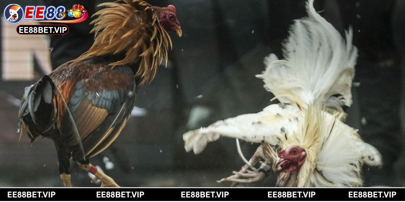 Khám phá xuất phát điểm và lý do khiến đá gà Thomo cuốn hút