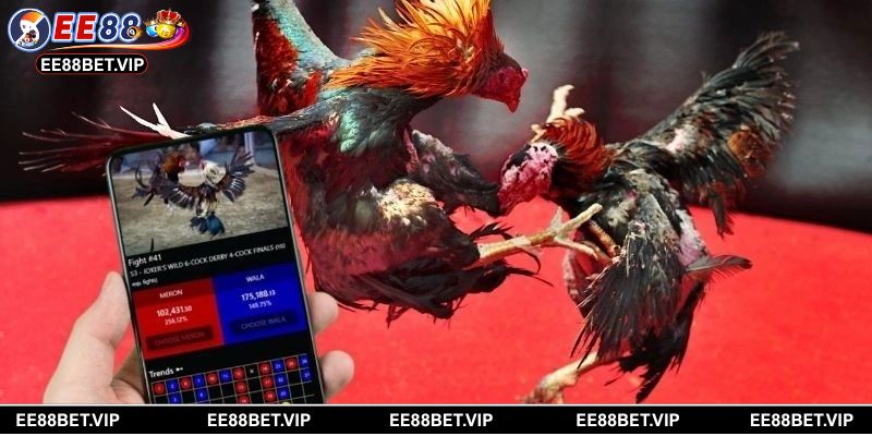 Khẳng định vị thế hàng đầu châu Á với hình thức đá gà 88 cựa sắt chất lượng