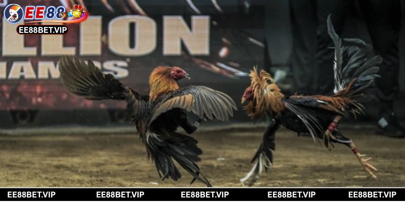 Nâng cao tỷ lệ thắng bằng chiến lược soi kèo đá gà chuẩn xác