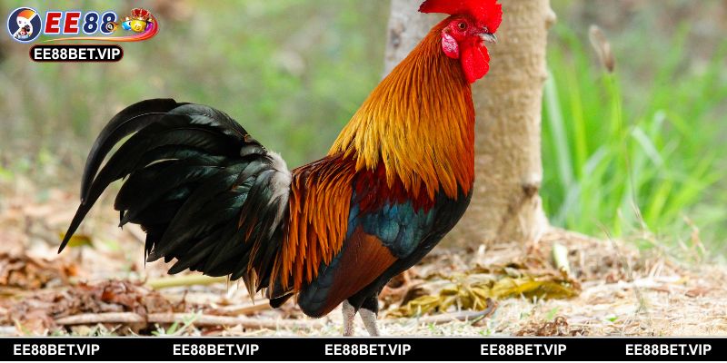 Quy tắc thi đấu đá gà tre chuẩn và cách đặt cược an toàn