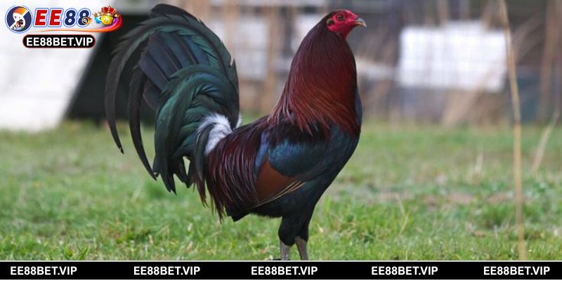 Quy tắc thi đấu minh bạch cho mọi trận đấu đá gà Kelso