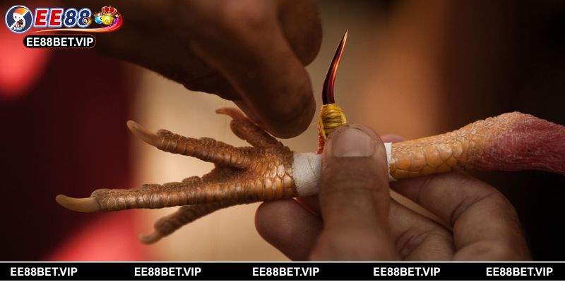 Thế giới cá cược đá gà 88 cựa sắt đỉnh cao cho người yêu tốc độ